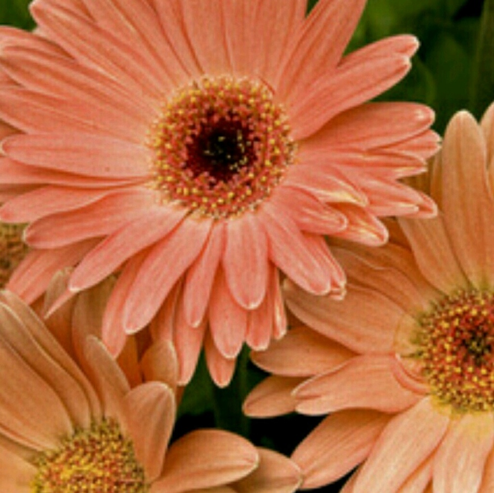 Meet your Posher, Ann